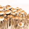Sterile prints of Cubensis Mexican mushroom