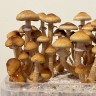 Sterile prints of Cubensis Mexican