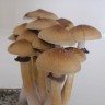 Mushroom spores Cubensis Mexican