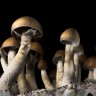 Cubensis Mexican spore print