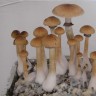 High-quality prints of Cubensis Mexican mushrooms
