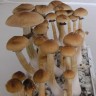 Cubensis Mexican mushroom prints
