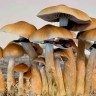 Cubensis Pink Buffalo mushroom spores