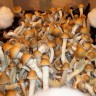 Sterile Cubensis Pink Buffalo Prints
