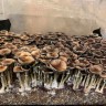 Sterile prints of Cubensis Pink Buffalo mushroom