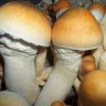 Spore prints of the Cubensis Pink Buffalo mushroom