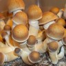 Cubensis Pink Buffalo spore prints