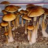 Cubensis Tapalpa buy spore print