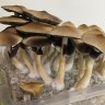 Buy Cubensis Tapalpa Mushroom Spore Print