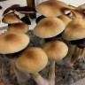 Order Cubensis Tapalpa spore print online