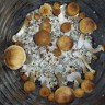 Order a print of Cubensis Tapalpa spores in the online store