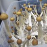 Cubensis Tapalpa in the online store
