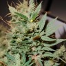 Blueberry