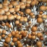 Spore prints of Cubensis Tasmanian fungi
