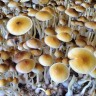 Psilocybin mushrooms Cubensis Tasmanian