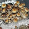 Order mushroom spores Cubensis Tasmanian