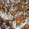 Buy Cubensis Tasmanian spore print