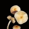 Sclerotia of the fungus Galindoi Atlantis