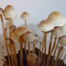 Galindoi Atlantis mushrooms