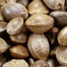 CBD Cheese Cannabis Seeds
