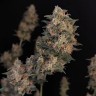 Buy CBD Cheese inexpensively