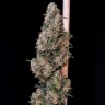 Buy cannabis seeds CBD Cheese