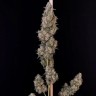 Cannabis seeds CBD Cheese buy in the USA