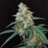 CBD Cheese Cannabis Seeds in USA