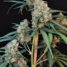 Cannabis seeds CBD Cheese in the USA order