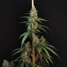 Quality CBD Cheese Seeds