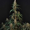 Buy CBD Cheese Seeds