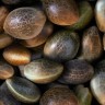Auto Gorilla Zkittlez Cannabis Seeds