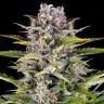 Order Auto Gorilla Zkittlez