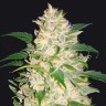 Gelato
