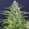 Buy Gorilla Zkittlez Cannabis Seeds