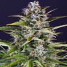 Order Gorilla Zkittlez cannabis seeds