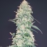 CBD Grapefruit