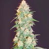 CBD Grapefruit