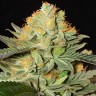 White Widow