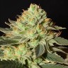 White Widow