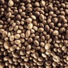 CBD New York City Diesel Cannabis Seeds