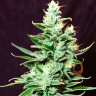 CBD Critical Mass