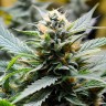 Amnesia Haze