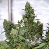 Amnesia Lemon