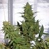 Amnesia Lemon