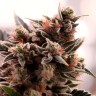 Banana Sherbet