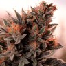 Banana Sherbet