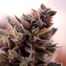 Banana Sherbet