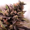 Banana Sherbet