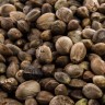 Biscotti Mintz Cannabis Seeds